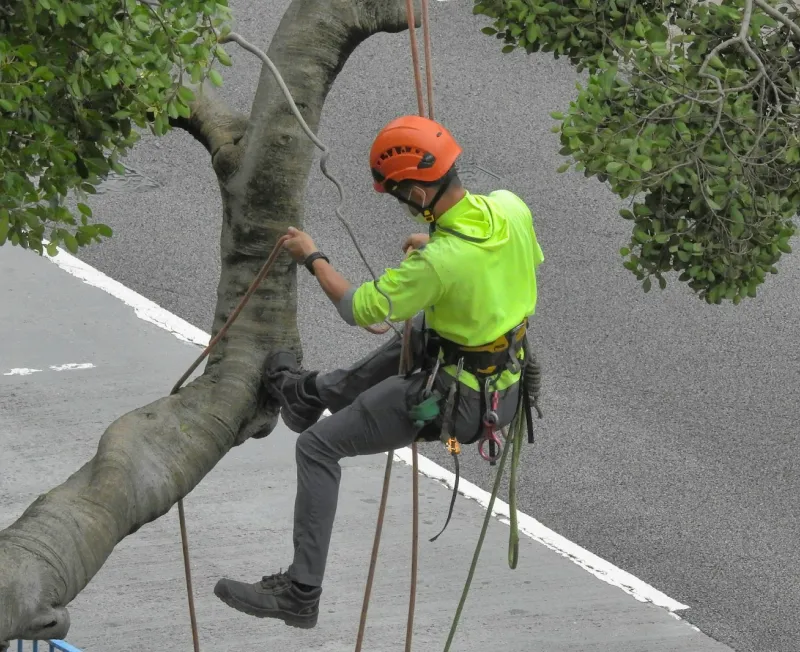 tree services bottom