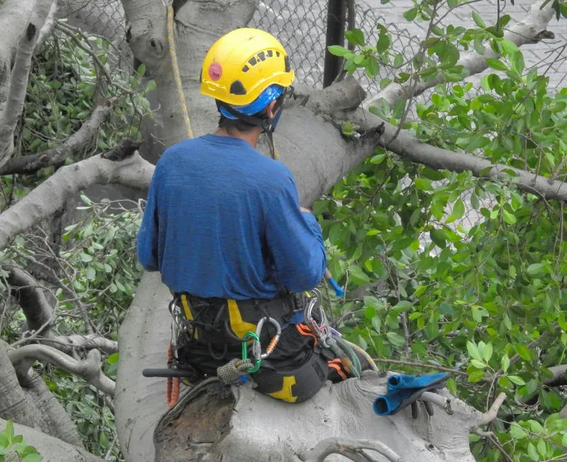 tree services top